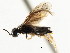  ( - CNCHYM 02990)  @11 [ ] CreativeCommons - Attribution (2011) CNC/CBG Photography Group Centre for Biodiversity Genomics