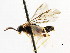  ( - CNCHYM 02991)  @11 [ ] CreativeCommons - Attribution (2011) CNC/CBG Photography Group Centre for Biodiversity Genomics