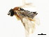  (Profenusa canadensis - CNCHYM 02992)  @12 [ ] CreativeCommons - Attribution (2011) CNC/CBG Photography Group Centre for Biodiversity Genomics