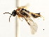  ( - CNCHYM 02993)  @12 [ ] CreativeCommons - Attribution (2011) CNC/CBG Photography Group Centre for Biodiversity Genomics