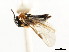  ( - CNCHYM 02994)  @11 [ ] CreativeCommons - Attribution (2011) CNC/CBG Photography Group Centre for Biodiversity Genomics