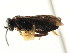  ( - CNCHYM 02996)  @11 [ ] CreativeCommons - Attribution (2011) CNC/CBG Photography Group Centre for Biodiversity Genomics