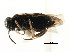 ( - CNCHYM 02997)  @11 [ ] CreativeCommons - Attribution (2011) CNC/CBG Photography Group Centre for Biodiversity Genomics