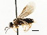  (Profenusa lucifex - CNCHYM 02999)  @14 [ ] CreativeCommons - Attribution (2011) CNC/CBG Photography Group Centre for Biodiversity Genomics