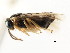  ( - CNCHYM 03000)  @13 [ ] CreativeCommons - Attribution (2011) CNC/CBG Photography Group Centre for Biodiversity Genomics