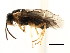  ( - CNCHYM 03001)  @11 [ ] CreativeCommons - Attribution (2011) CNC/CBG Photography Group Centre for Biodiversity Genomics
