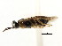  ( - CNCHYM 03002)  @13 [ ] CreativeCommons - Attribution (2011) CNC/CBG Photography Group Centre for Biodiversity Genomics