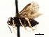  ( - CNCHYM 03004)  @11 [ ] CreativeCommons - Attribution (2011) CNC/CBG Photography Group Centre for Biodiversity Genomics