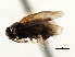  ( - CNCHYM 03006)  @11 [ ] CreativeCommons - Attribution (2011) CNC/CBG Photography Group Centre for Biodiversity Genomics