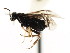  ( - CNCHYM 03021)  @12 [ ] CreativeCommons - Attribution (2011) CNC/CBG Photography Group Centre for Biodiversity Genomics