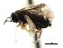  ( - CNCHYM 03022)  @12 [ ] CreativeCommons - Attribution (2011) CNC/CBG Photography Group Centre for Biodiversity Genomics