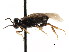  ( - CNCHYM 03023)  @12 [ ] CreativeCommons - Attribution (2011) CNC/CBG Photography Group Centre for Biodiversity Genomics