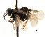  ( - CNCHYM 03024)  @12 [ ] CreativeCommons - Attribution (2011) CNC/CBG Photography Group Centre for Biodiversity Genomics