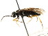  ( - CNCHYM 03032)  @13 [ ] CreativeCommons - Attribution (2011) CNC/CBG Photography Group Centre for Biodiversity Genomics
