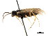  ( - CNCHYM 03033)  @13 [ ] CreativeCommons - Attribution (2011) CNC/CBG Photography Group Centre for Biodiversity Genomics
