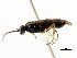  ( - CNCHYM 03034)  @13 [ ] CreativeCommons - Attribution (2011) CNC/CBG Photography Group Centre for Biodiversity Genomics