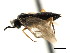  ( - CNCHYM 03040)  @11 [ ] CreativeCommons - Attribution (2011) CNC/CBG Photography Group Centre for Biodiversity Genomics
