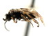  ( - CNCHYM 03041)  @11 [ ] CreativeCommons - Attribution (2011) CNC/CBG Photography Group Centre for Biodiversity Genomics