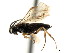  ( - CNCHYM 03042)  @11 [ ] CreativeCommons - Attribution (2011) CNC/CBG Photography Group Centre for Biodiversity Genomics