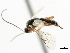  ( - CNCHYM 03701)  @11 [ ] CreativeCommons - Attribution (2011) CNC/CBG Photography Group Centre for Biodiversity Genomics
