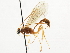  ( - CNCHYM 03744)  @11 [ ] CreativeCommons - Attribution (2011) CNC/CBG Photography Group Centre for Biodiversity Genomics