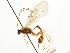  (Cidaphus occidentalis - CNCHYM 03746)  @13 [ ] CreativeCommons - Attribution (2011) CNC/CBG Photography Group Centre for Biodiversity Genomics
