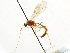  ( - CNCHYM 03747)  @11 [ ] CreativeCommons - Attribution (2011) CNC/CBG Photography Group Centre for Biodiversity Genomics