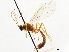  ( - CNCHYM 03749)  @11 [ ] CreativeCommons - Attribution (2011) CNC/CBG Photography Group Centre for Biodiversity Genomics