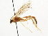  ( - CNCHYM 03750)  @11 [ ] CreativeCommons - Attribution (2011) CNC/CBG Photography Group Centre for Biodiversity Genomics