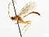  ( - CNCHYM 03751)  @11 [ ] CreativeCommons - Attribution (2011) CNC/CBG Photography Group Centre for Biodiversity Genomics
