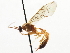  ( - CNCHYM 03753)  @11 [ ] CreativeCommons - Attribution (2011) CNC/CBG Photography Group Centre for Biodiversity Genomics