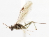  ( - CNCHYM 03758)  @11 [ ] CreativeCommons - Attribution (2011) CNC/CBG Photography Group Centre for Biodiversity Genomics