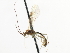  (Lepidura olivacea - CNCHYM 03759)  @11 [ ] CreativeCommons - Attribution (2011) CNC/CBG Photography Group Centre for Biodiversity Genomics