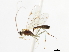  ( - CNCHYM 03760)  @11 [ ] CreativeCommons - Attribution (2011) CNC/CBG Photography Group Centre for Biodiversity Genomics