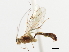  ( - CNCHYM 03761)  @11 [ ] CreativeCommons - Attribution (2011) CNC/CBG Photography Group Centre for Biodiversity Genomics