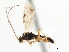  ( - CNCHYM 03779)  @11 [ ] CreativeCommons - Attribution (2011) CNC/CBG Photography Group Centre for Biodiversity Genomics