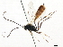  ( - CNCHYM 05490)  @11 [ ] CreativeCommons - Attribution (2011) CNC/CBG Photography Group Centre for Biodiversity Genomics