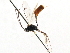  ( - CNCHYM 05491)  @11 [ ] CreativeCommons - Attribution (2011) CNC/CBG Photography Group Centre for Biodiversity Genomics