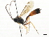  ( - CNCHYM 05492)  @13 [ ] CreativeCommons - Attribution (2011) CNC/CBG Photography Group Centre for Biodiversity Genomics