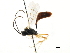  ( - CNCHYM 05493)  @11 [ ] CreativeCommons - Attribution (2011) CNC/CBG Photography Group Centre for Biodiversity Genomics