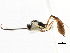  ( - CNCHYM 05494)  @12 [ ] CreativeCommons - Attribution (2011) CNC/CBG Photography Group Centre for Biodiversity Genomics