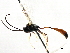  ( - CNCHYM 05495)  @11 [ ] CreativeCommons - Attribution (2011) CNC/CBG Photography Group Centre for Biodiversity Genomics