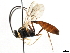  ( - CNCHYM 05496)  @12 [ ] CreativeCommons - Attribution (2011) CNC/CBG Photography Group Centre for Biodiversity Genomics