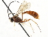  ( - CNCHYM 05511)  @12 [ ] CreativeCommons - Attribution (2011) CNC/CBG Photography Group Centre for Biodiversity Genomics