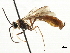  ( - CNCHYM 05512)  @11 [ ] CreativeCommons - Attribution (2011) CNC/CBG Photography Group Centre for Biodiversity Genomics
