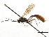  ( - CNCHYM 05513)  @13 [ ] CreativeCommons - Attribution (2011) CNC/CBG Photography Group Centre for Biodiversity Genomics