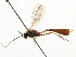  ( - CNCHYM 05514)  @11 [ ] CreativeCommons - Attribution (2011) CNC/CBG Photography Group Centre for Biodiversity Genomics