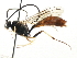  ( - CNCHYM 05520)  @11 [ ] CreativeCommons - Attribution (2011) CNC/CBG Photography Group Centre for Biodiversity Genomics