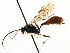 ( - CNCHYM 05521)  @11 [ ] CreativeCommons - Attribution (2011) CNC/CBG Photography Group Centre for Biodiversity Genomics