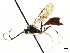  ( - CNCHYM 05522)  @13 [ ] CreativeCommons - Attribution (2011) CNC/CBG Photography Group Centre for Biodiversity Genomics